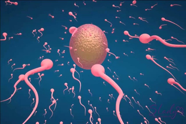 Dịch âm đạo cũng tạo môi trường nuôi dưỡng, dẫn tinh trùng vào trong, kết hợp với trứng để thụ thai.