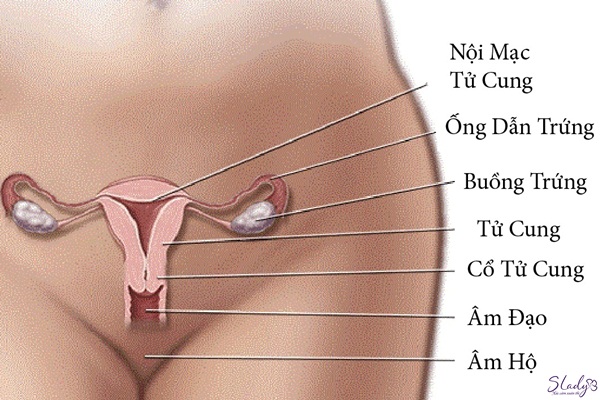 mãn kinh bị đau bụng mãn kinh bị đau bụng