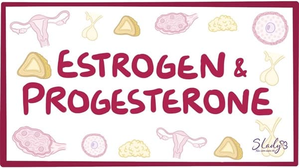 estrogen sinh ra ở đâu