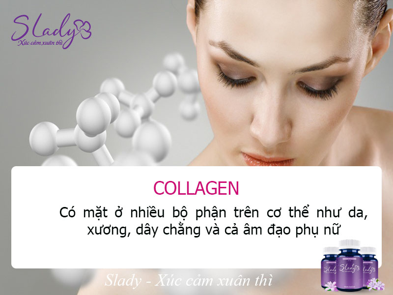 Collagen có mặt ở rất nhiều bộ phận trong đó có âm đạo phụ nữ