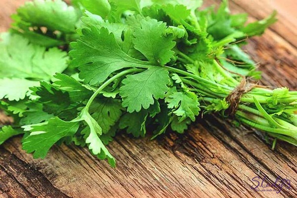 Mẹo dân gian chữa kinh nguyệt không đều bằng mùi tây